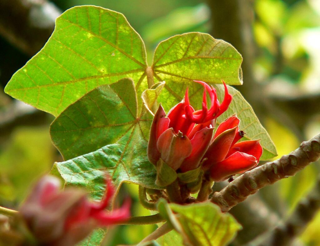 El reto principal en la conservación del árbol de manitas (Chiranthodendron pentadactylon) es su estado de especie amenazada, la falta de inventarios precisos y la competencia con especies invasoras en zonas urbanas. Créditos: Stan Shebs, Wikimedia Commons