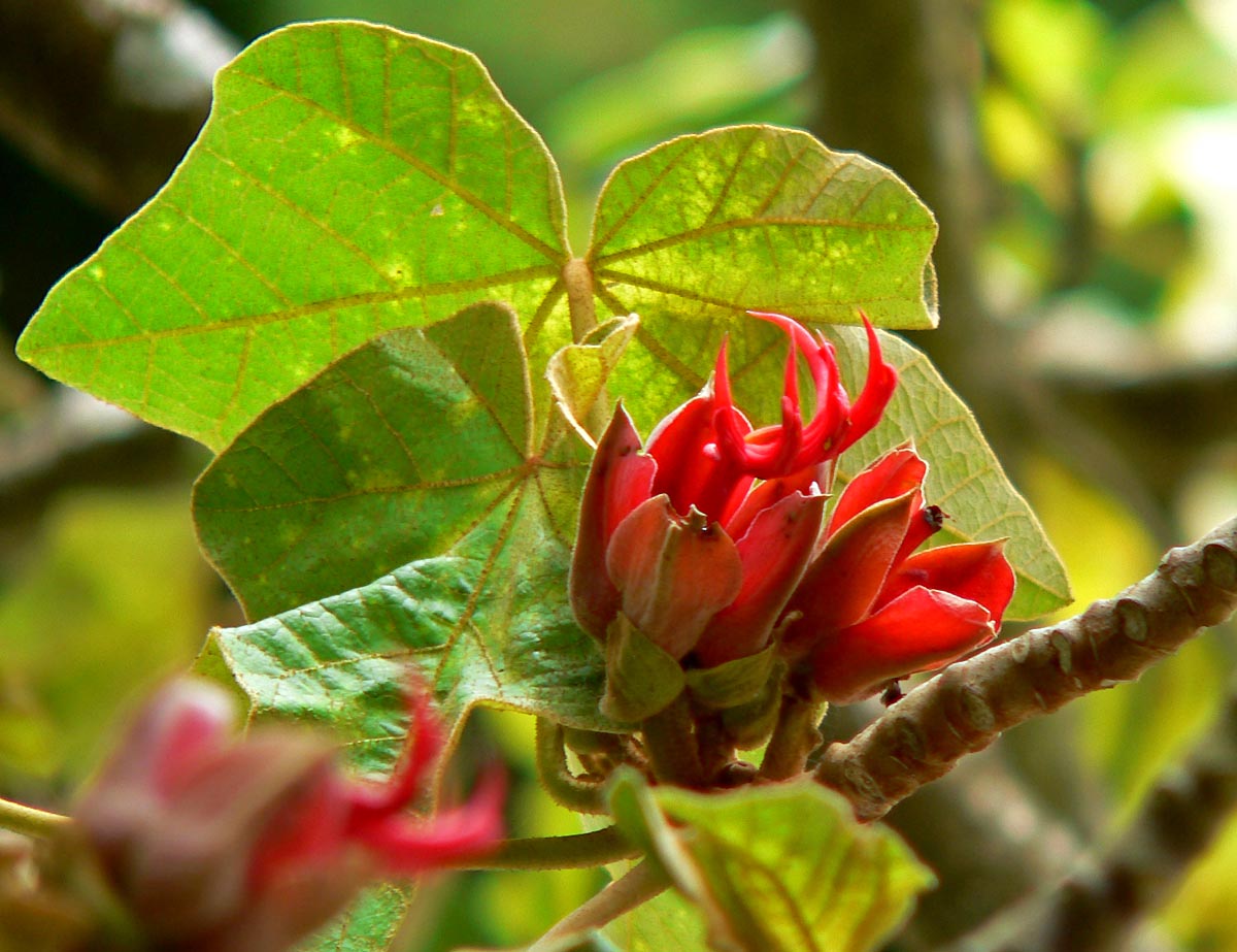 Macpalxóchitl: el árbol mexicano cuyas flores parecen manos