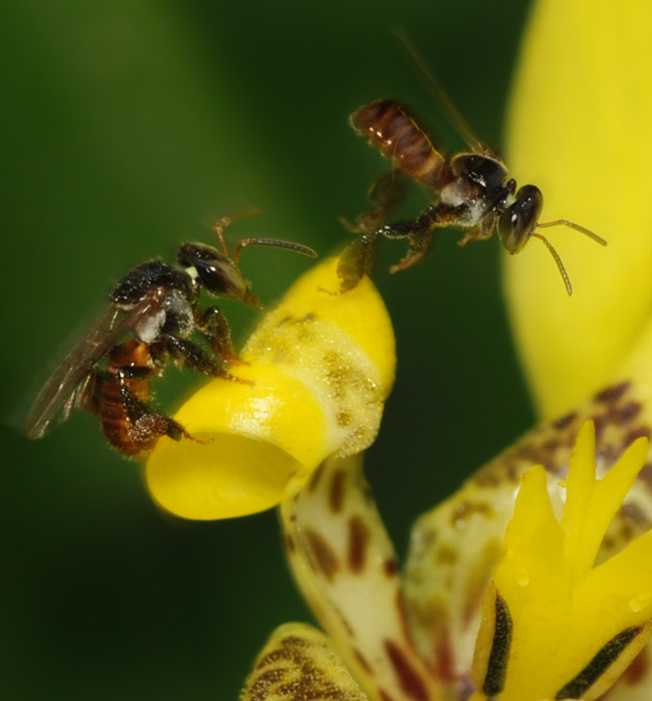 Ek ha estudiado a las abejas sin aguijón (Apidae: Meliponini) en México. Créditos: William Cho (Wikimedia Commons).