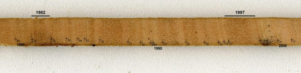Tarugo de Nothofagus macrocarpa (roble de Santiago). Créditos: Isadora Schneider.