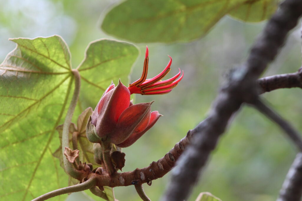 El árbol de las manitas (Chiranthodendron pentadactylon), también conocido como macpalxóchitl. Créditos: Timo Tijhof, Wikimedia Commons