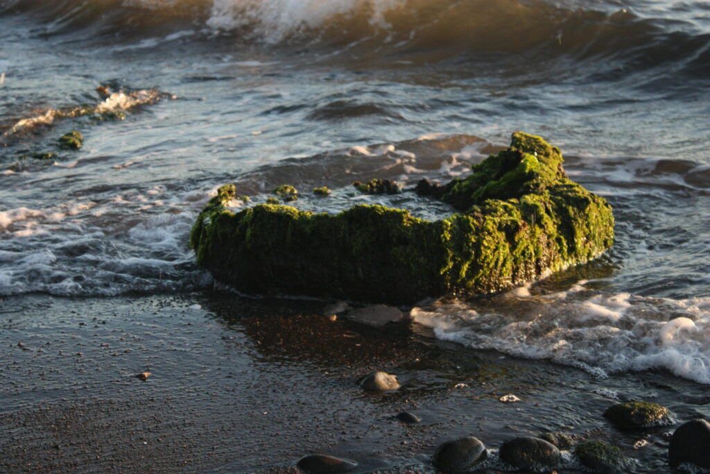 Tocón de alerce perteneciente al bosque fósil de Punta Pelluco, Playa Pelluhuin. Créditos (CC-BY): Master fit, vía Wikimedia.