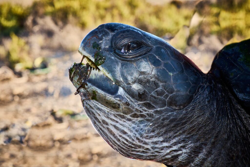 Tortuga Malvavisco, (tortuga verde, chelonia mydas). Créditos: Nicolás Flores