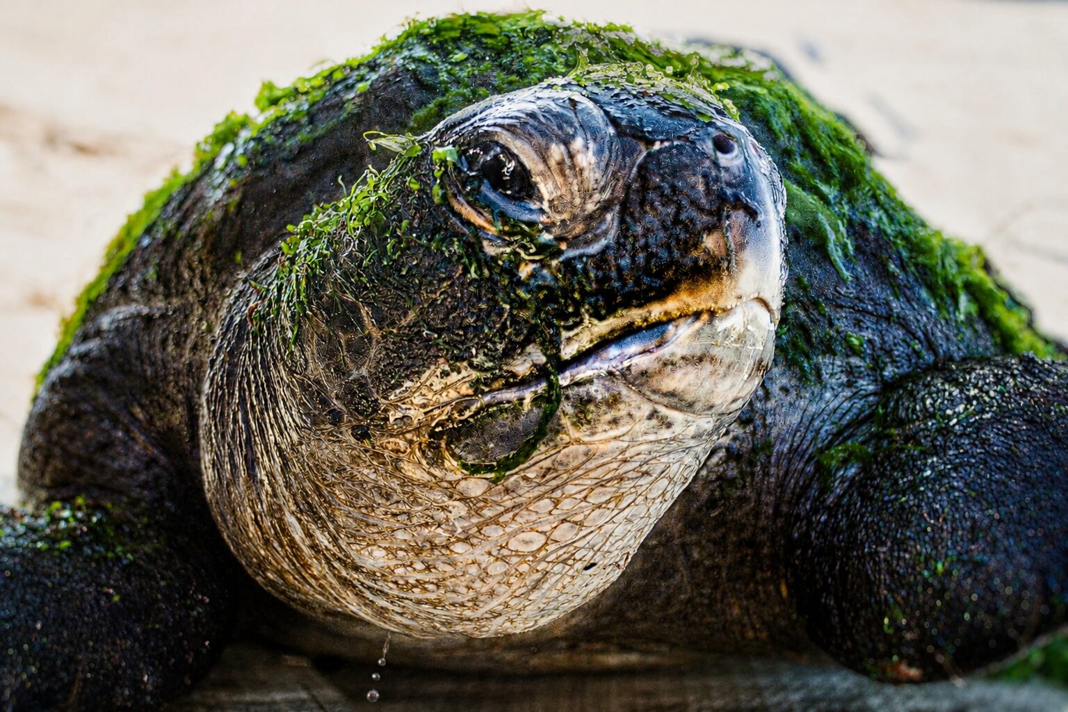 Malvavisco: la tortuga marina que lleva 13 años siendo investigada en el norte de Chile
