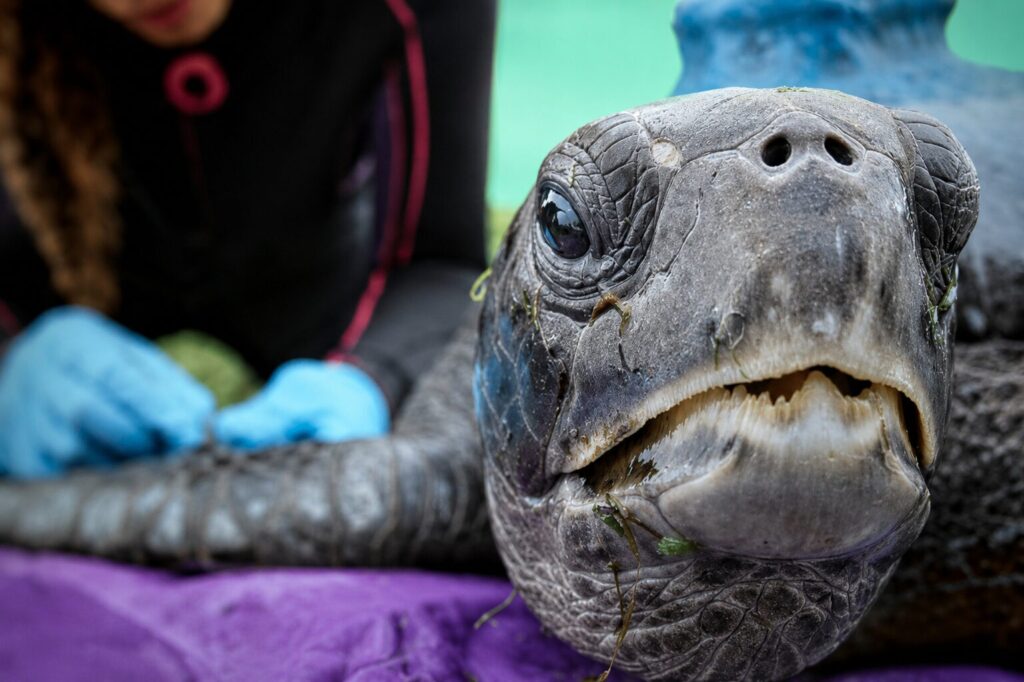Tortuga Malvavisco, (tortuga verde, chelonia mydas). Créditos: Nicolás Flores