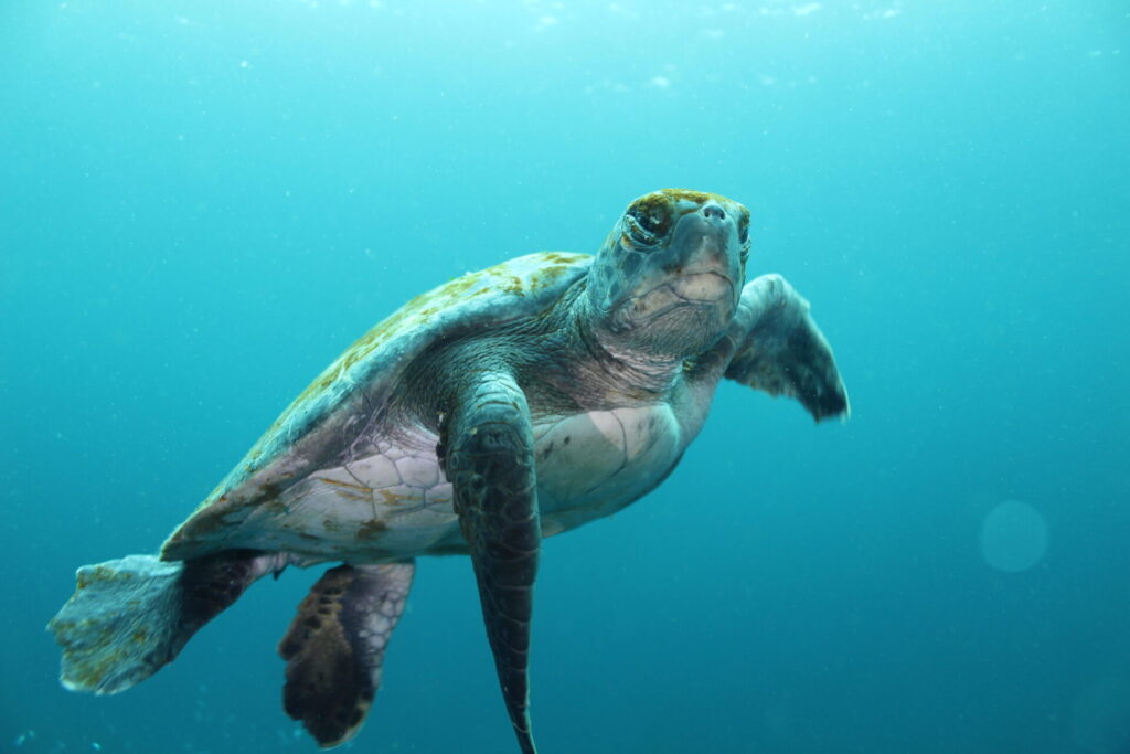 Tortuga Verde. Créditos: Andrés Vallejos