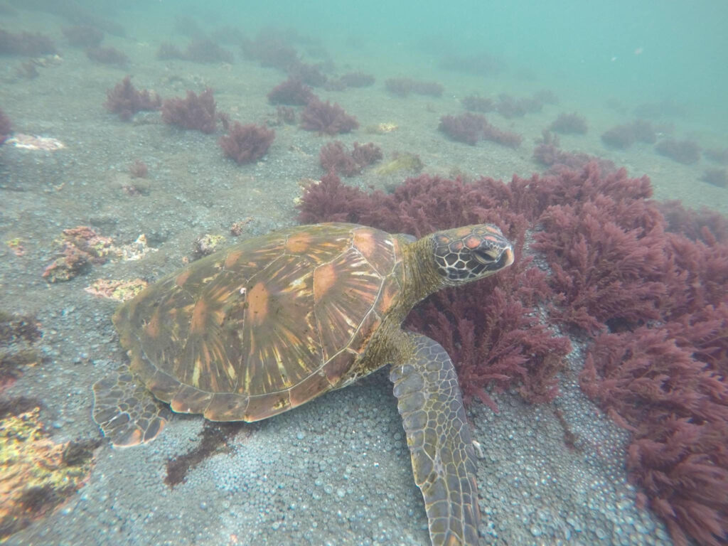Tortuga Verde. Créditos: Victor Zabala