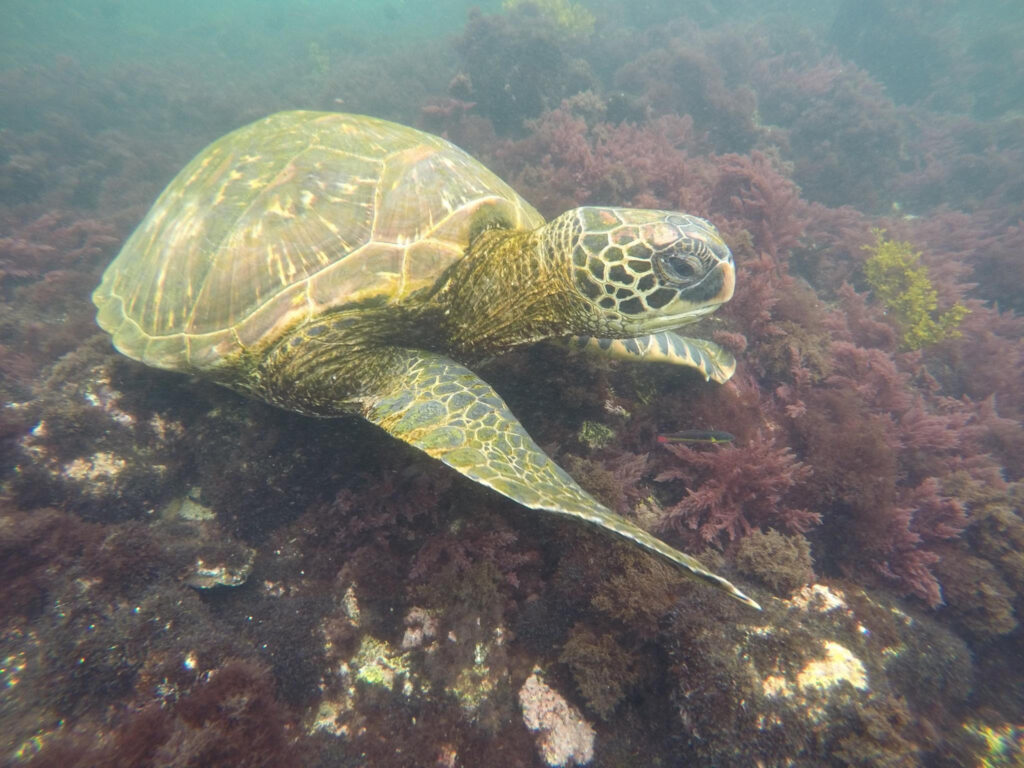 Tortuga Verde. Créditos: Victor Zabala