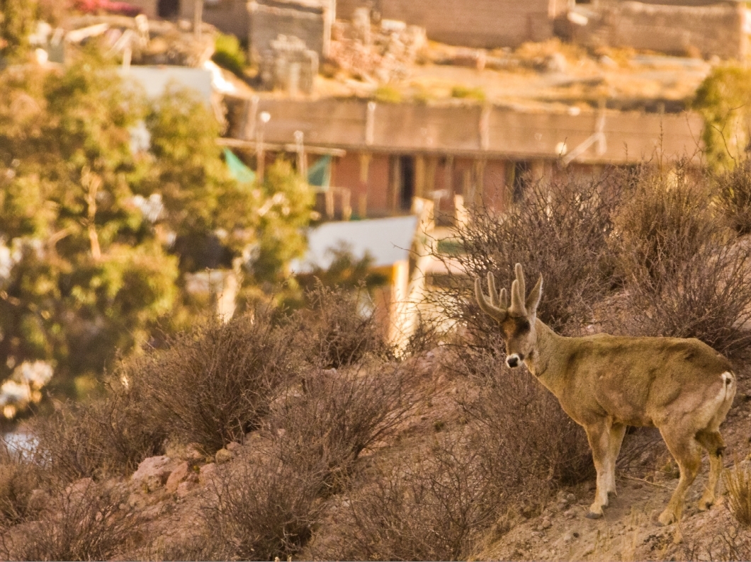 Proyecto busca realizar inédito estudio de monitoreo de la taruka, el desconocido huemul del norte
