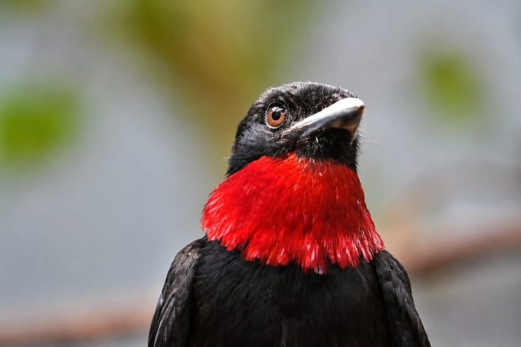 Un cuervo frutero de garganta púrpura (Querula purpurata), una de las aves más grandes afectadas por la intensificación del cultivo de açaí. Créditos: lwolfartist vía Wikimedia Commons (CC BY 2.0)