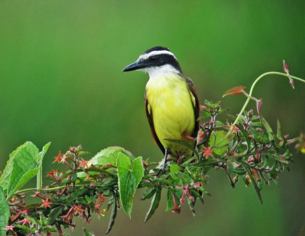 Un gran bienteveo (Pitangus sulphuratus), una de las pocas especies que se benefician de la intensificación de la gestión del açaí. Créditos: Félix Uribe vía Wikimedia Commons (CC BY-SA 2.0)