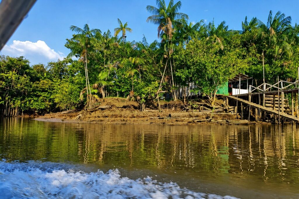 Una típica plantación de açaí gestionada por un pequeño productor, situada a orillas de un río. Créditos: cortesía Madson Freitas