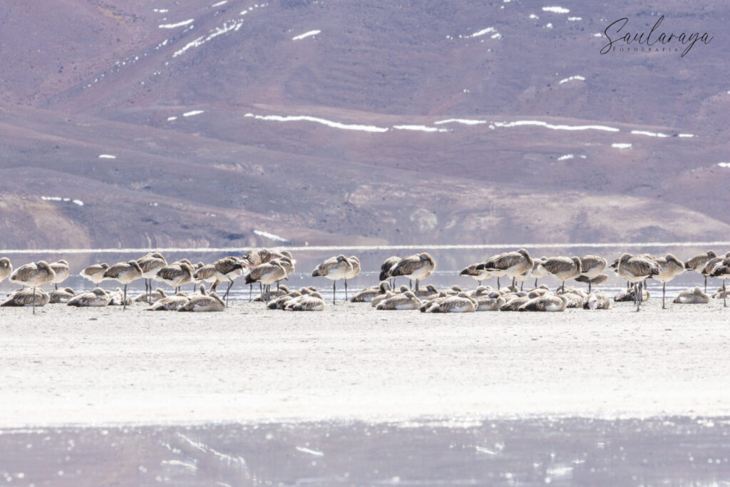 Flamencos en el salar Maricunga. Créditos (CC-BY): Saularaya.