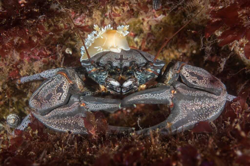 Changai (Acanthocyclus gayi). Créditos: © Mauricio Altamirano @mauricio.altamiranoo @chomesub_expediciones