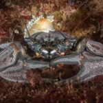 Changai (Acanthocyclus gayi). Créditos: © Mauricio Altamirano @mauricio.altamiranoo @chomesub_expediciones