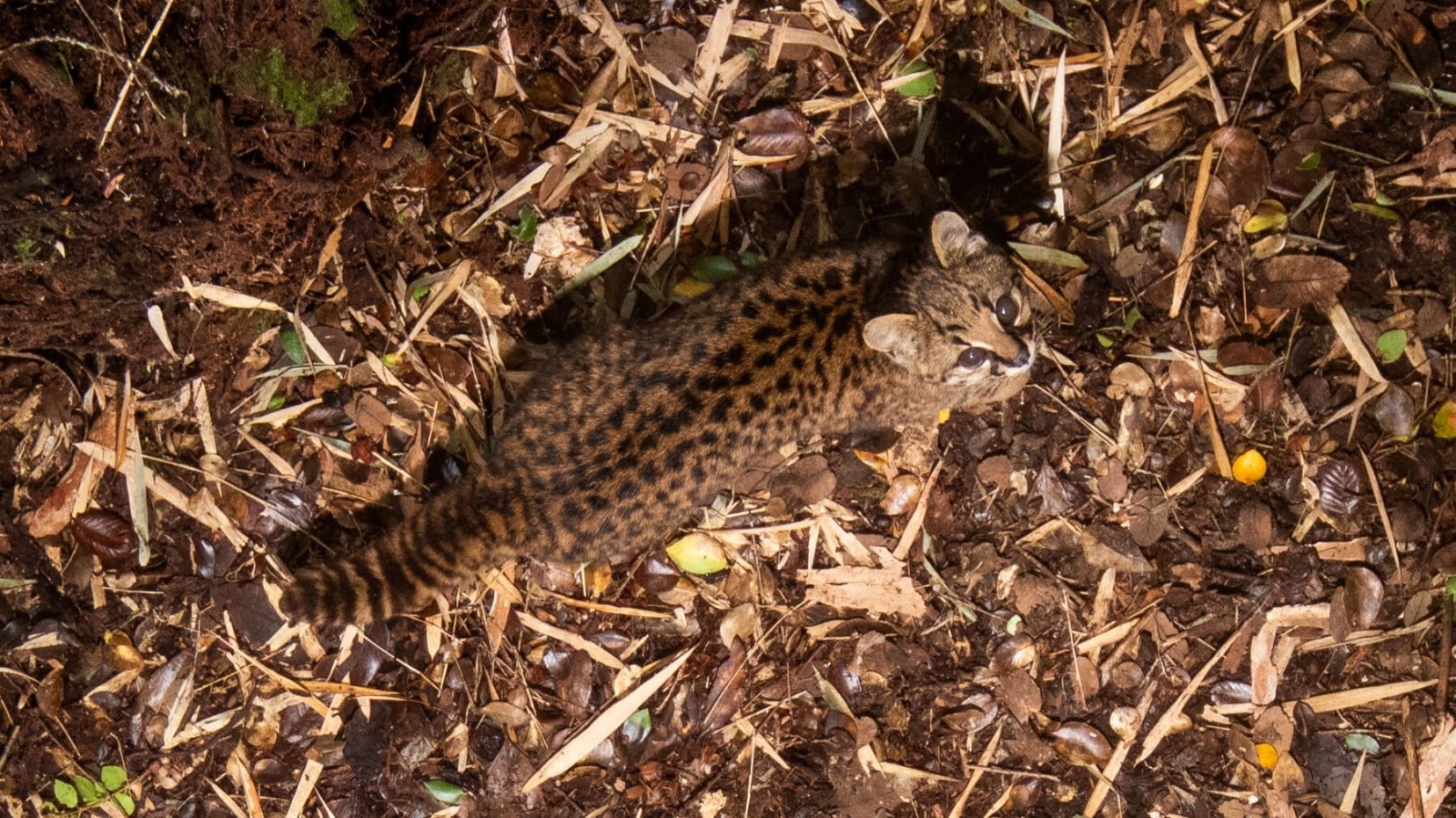 Close-up desde los árboles: cómo un nuevo ángulo de cámara revela los secretos de la güiña en la Patagonia