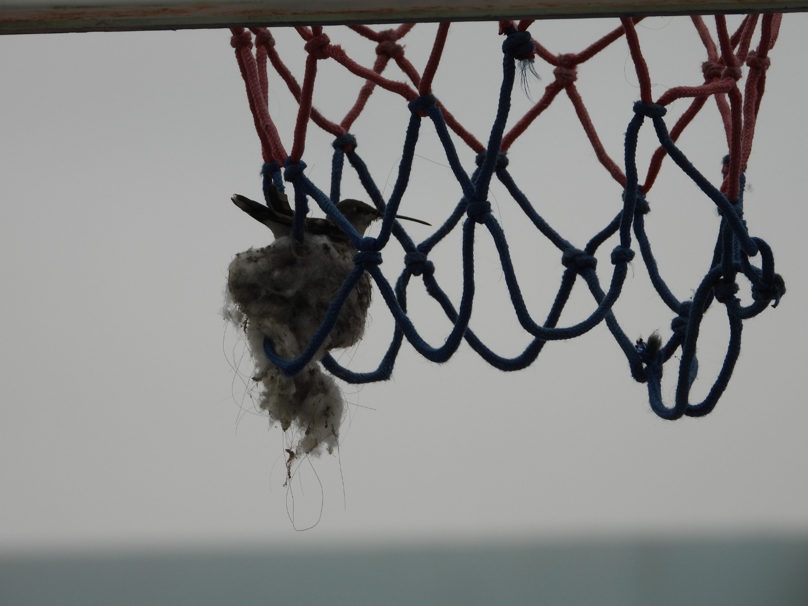 Niños alertan sobre colibrí y Municipalidad de Mejillones cierra la cancha por 60 días para proteger su nidificación