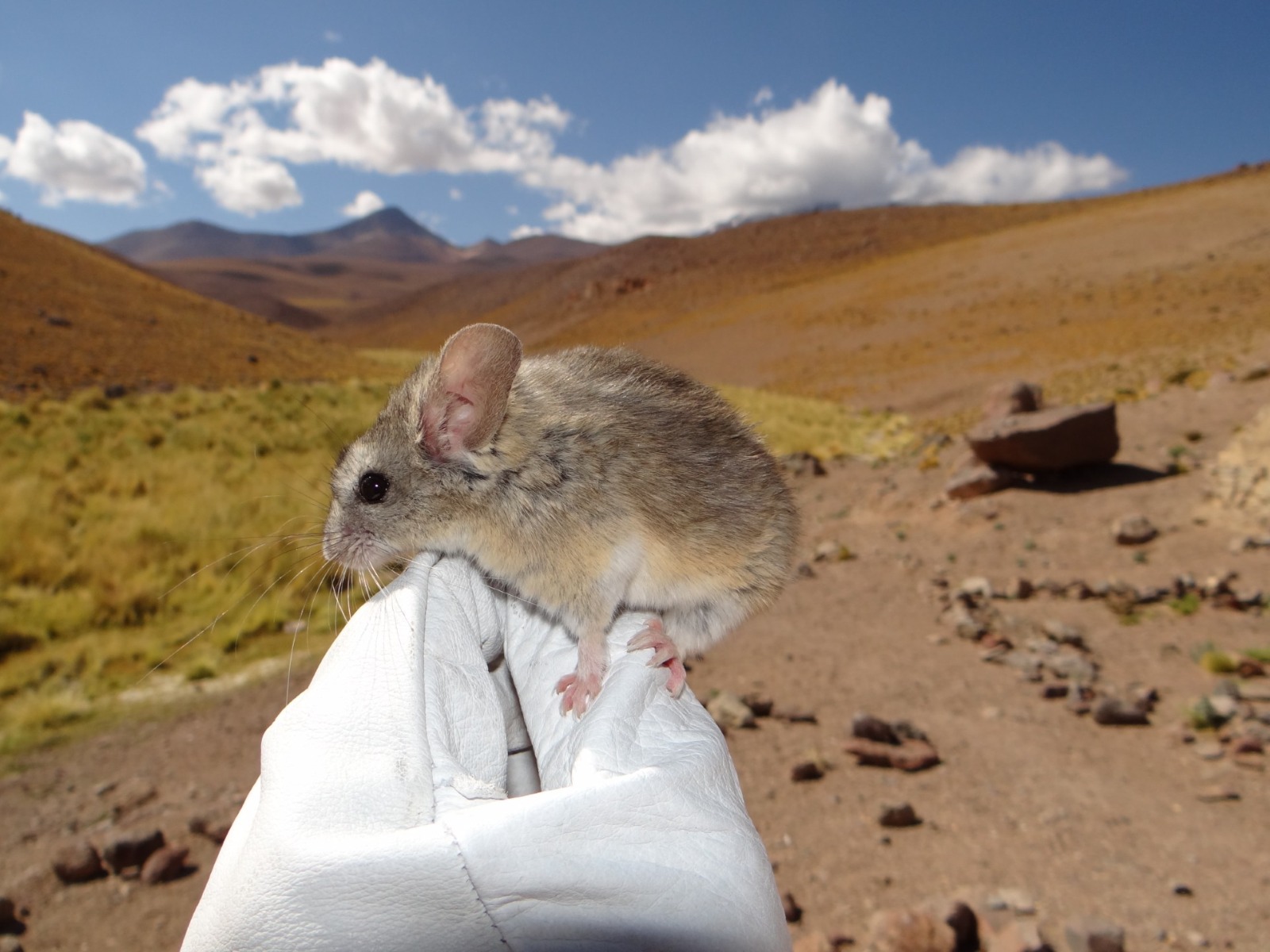 Estudio revela cómo el ratón orejudo andino se adaptó para resistir el frío y la falta de oxígeno a más de 6.700 metros de altura en Los Andes