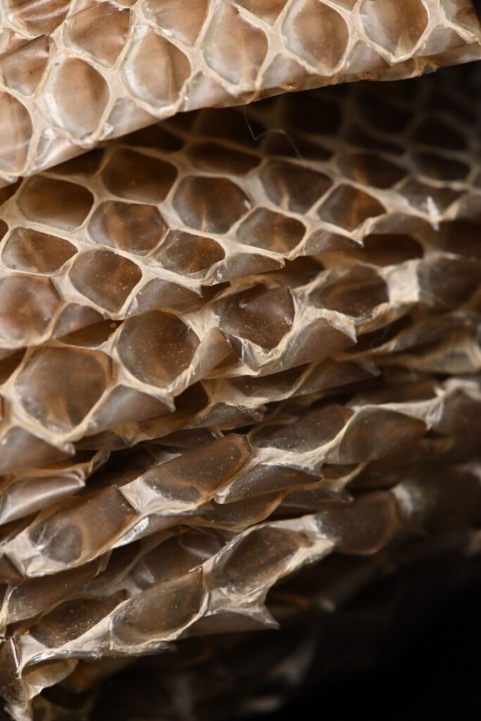 Primer plano detallado de la muda de piel de una serpiente. Créditos: Zhengyang TIAN-Pexels