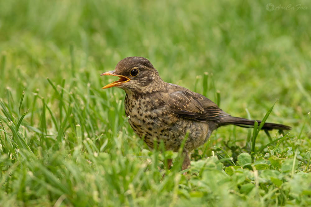 Zorzal (Turdus philomelos) Créditos: Ariel Cabrera