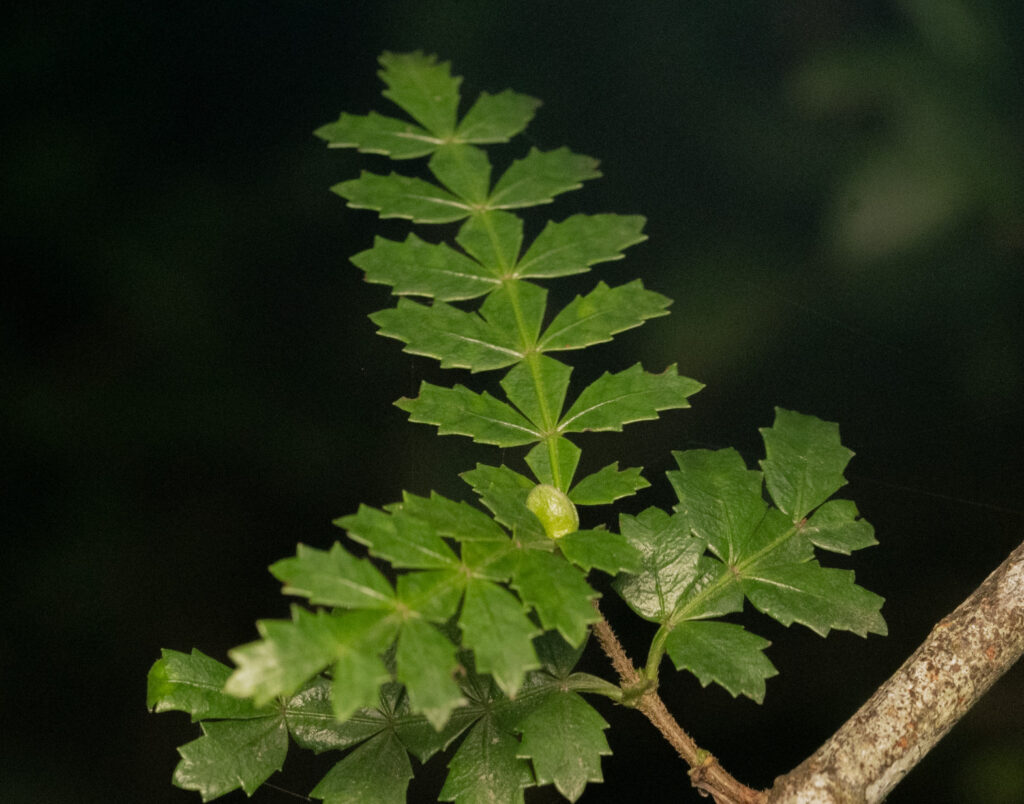 Hojas del tineo. Créditos: eltontitodelosbichos / iNaturalist