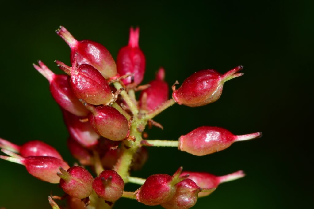 Frutos del tineo. Créditos: Joey Santore/ iNaturalist