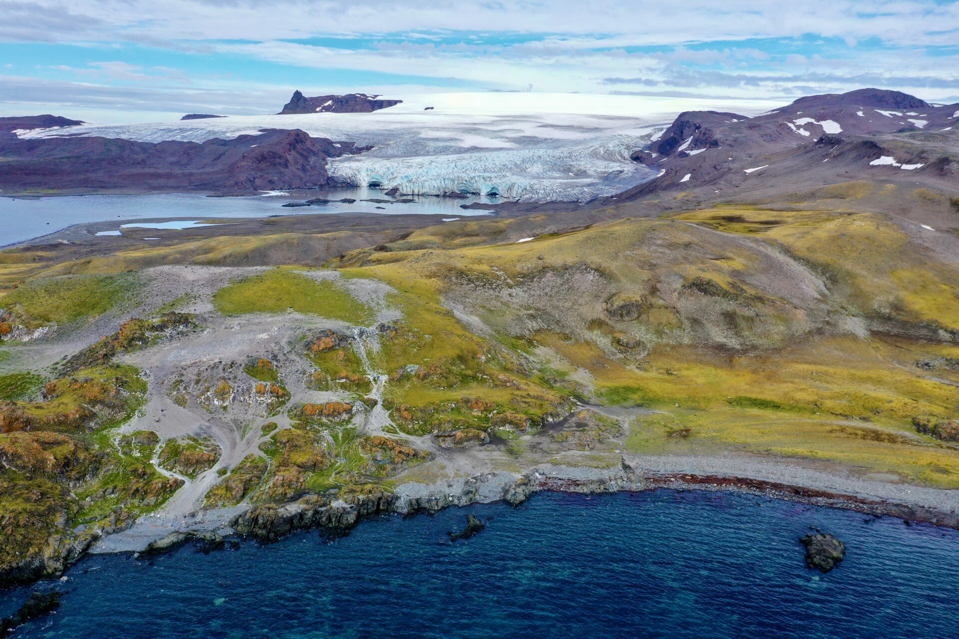 Hito en la ciencia polar: científicos reconstruyen el primer mapa genético completo de una planta nativa de la Antártica