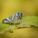 Chicharrita azul. Créditos: Eduardo Donoso. Director Fundación Bio Insumos Nativa.