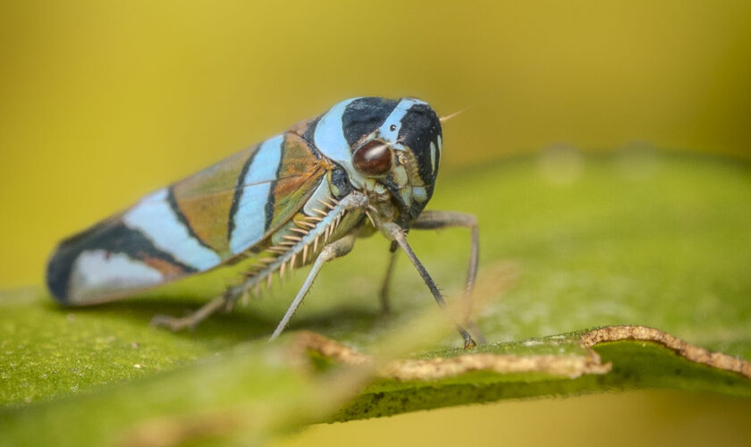 Madidi: Una de las mayores concentraciones de biodiversidad del planeta se encuentra en Bolivia