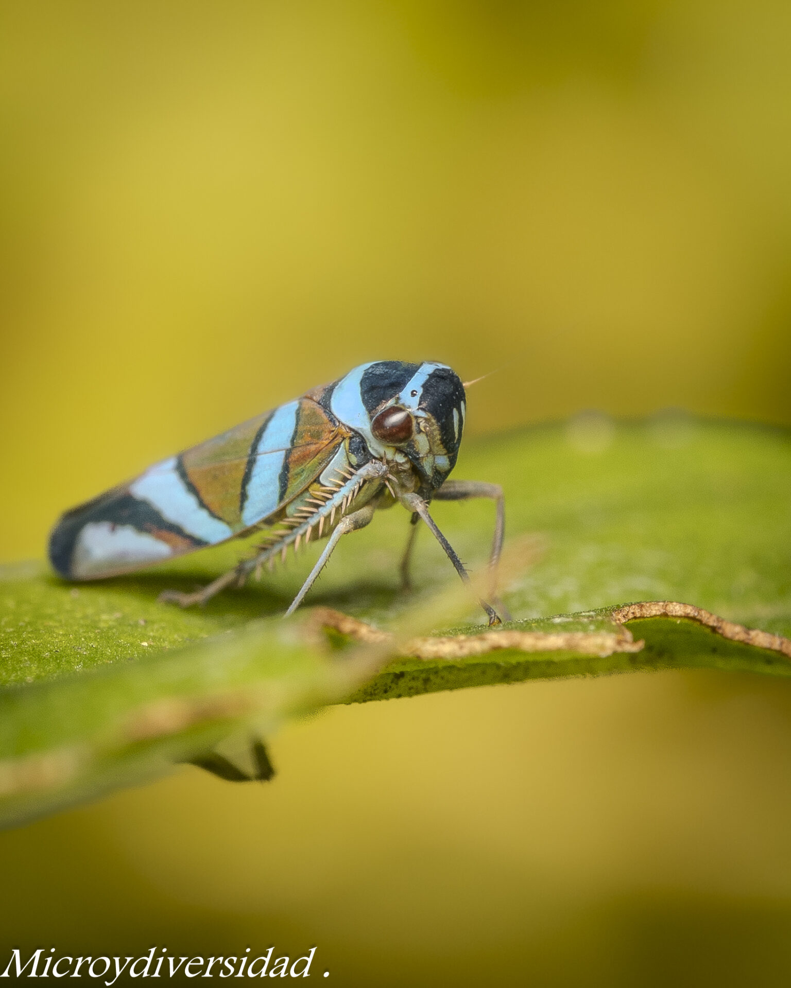 Madidi: Una de las mayores concentraciones de biodiversidad del planeta se encuentra en Bolivia