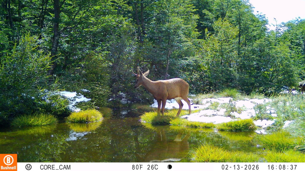 Registro de Huemul macho en cámaras trampa. Créditos: Puelo Patagonia.