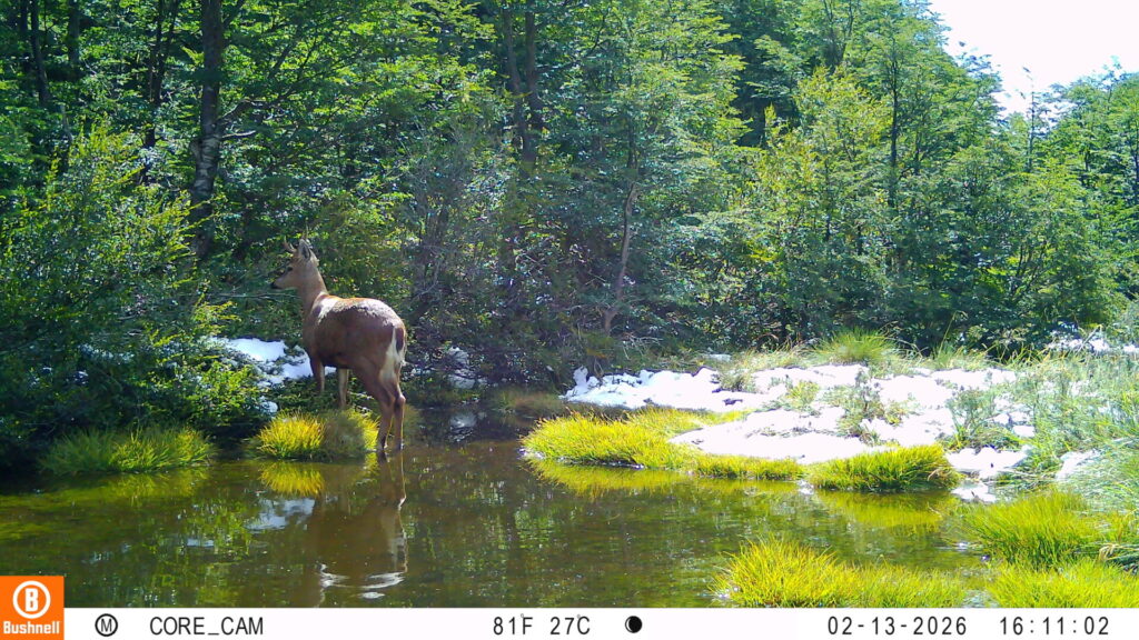 Huemul macho. Créditos: Puelo Patagonia.