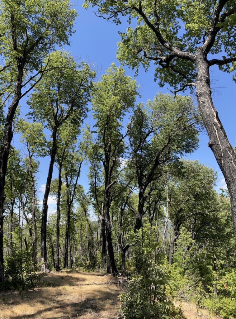 Bosques intactos Créditos: Sebastián Landeros