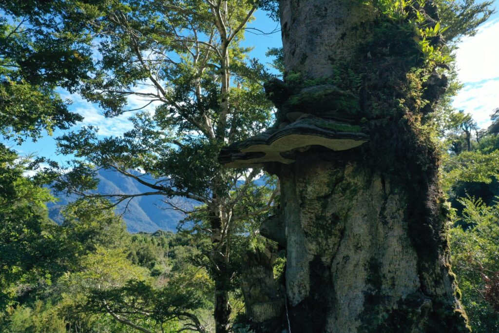 Ganoderma applanatum. Créditos: ©Fundación Fungi