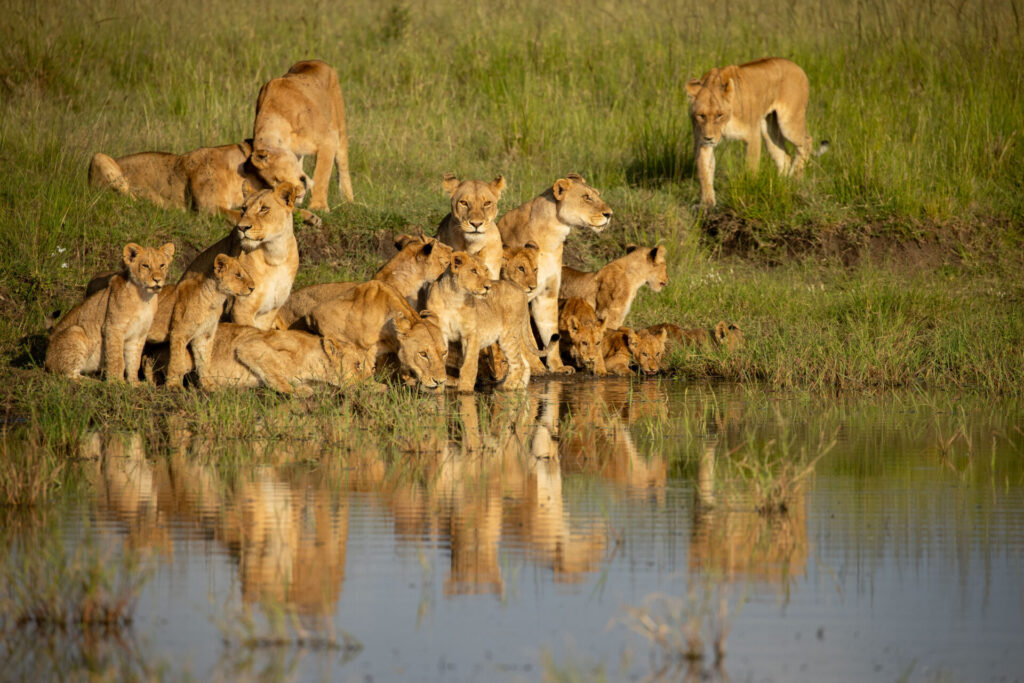 Miembros de la manada de Summer beben y se relajan en un abrevadero, aprovechando para calmar su sed. Créditos: National Geographic/Eric Averdung.