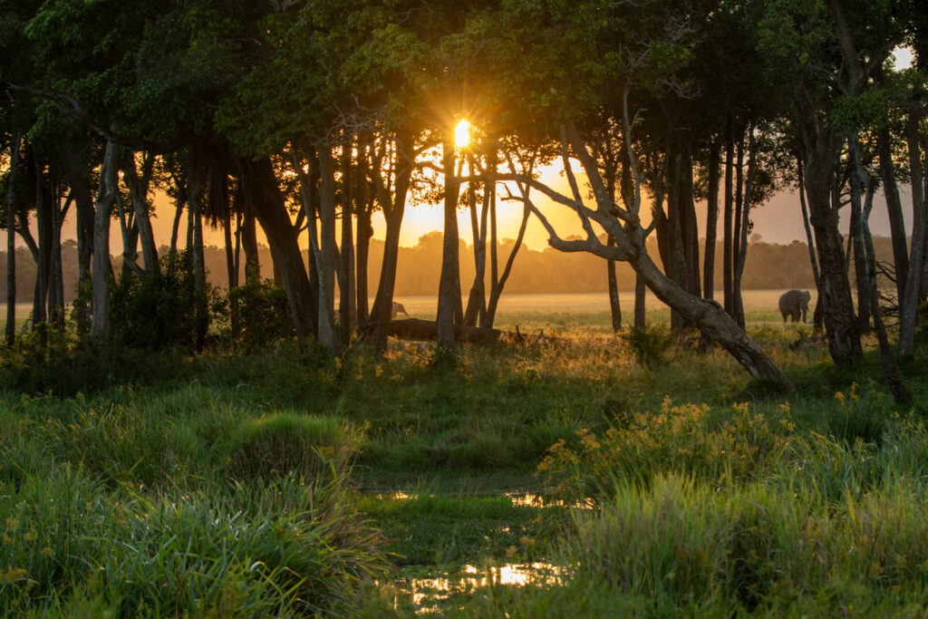El amanecer se filtra entre los árboles en una zona pantanosa del territorio, proyectando una luz dorada sobre el paisaje. Créditos: Nacional Geographic/Joe Treddenick.