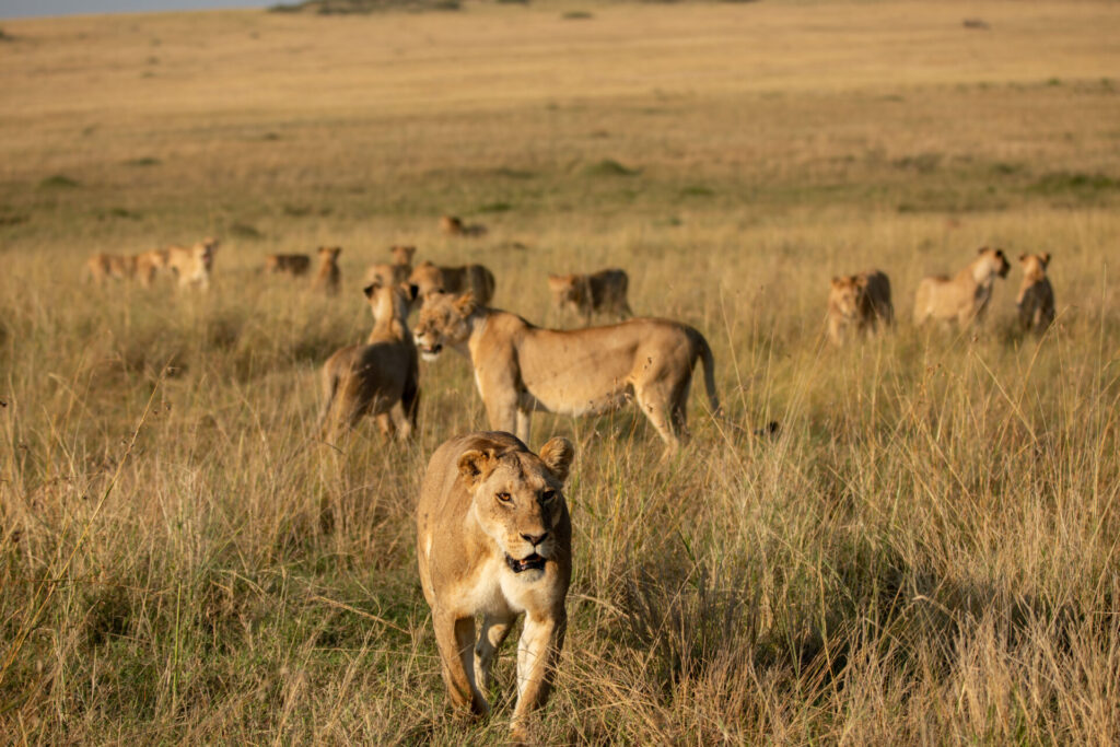 Los miembros de la manada de Summer están esparcidos por la pradera. Créditos: Nacional Geographic/Joe Treddenick.