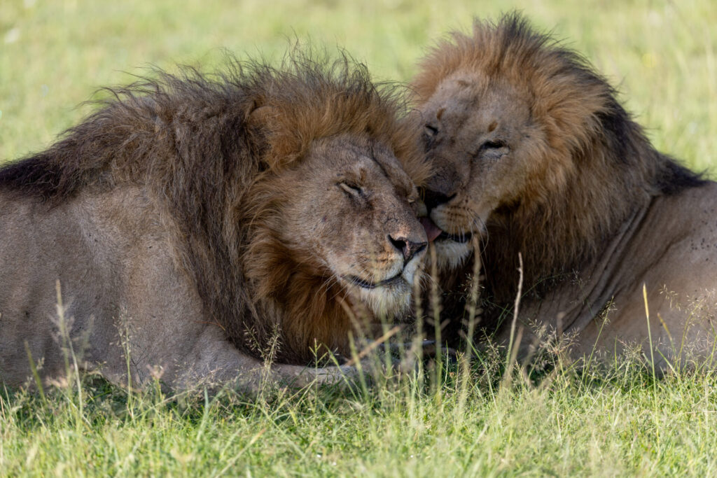 Olepolos y Osapuk se recuestan juntos, acicalándose mutuamente y fortaleciendo su vínculo. Créditos: National Geographic/Simon Blakeney.