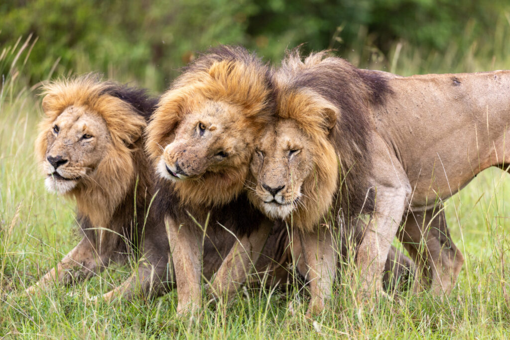 Olepolos está sentado mientras Osapuk y Orkitok permanecen de pie a su lado, con las cabezas muy juntas, demostrando así el fuerte vínculo que los tres machos mantienen entre sí. Créditos: National Geographic/Simon Blakeney.
