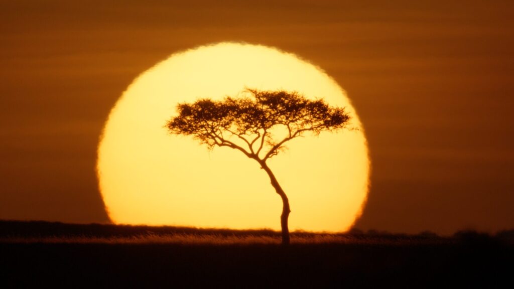Un árbol solitario se recorta contra el sol naciente en Maasai Mara, Kenia. Créditos: National Geographic/Sophie Darlington.