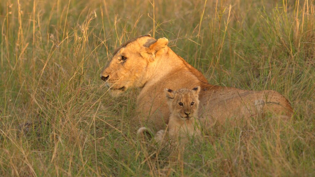 Bañados por el cálido sol de la mañana, Kio y Summer están sentados juntos. Es la primera vez que Kio está con la manada, y Summer permanece cerca para protegerlo de cualquier comportamiento impredecible de los leones más jóvenes. Créditos: National Geographic/Sophie Darlington.