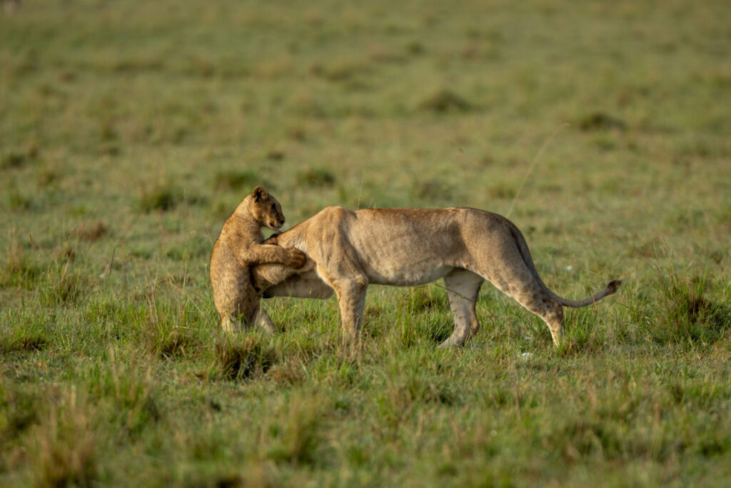 Kio recibe un cariñoso cabezazo de su primo mayor mientras fortalece sus lazos dentro de la manada. Créditos: National Geographic/Simon Blakeney.
