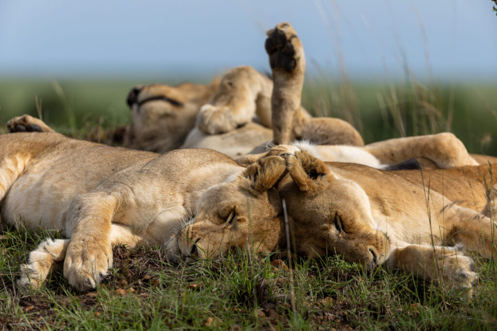 Tres leones descansan juntos en Maasai Mara. Créditos: National Geographic/Simon Blakeney.