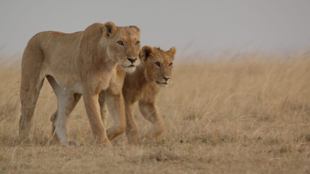 Kio, que ahora es casi tan alto como su madre, camina a su lado con un paso que denota una creciente confianza. Créditos: National Geographic.