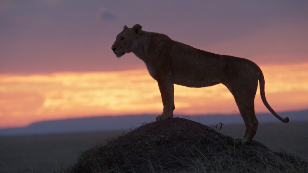 Summer luce solemne mientras permanece de pie sobre un montículo al atardecer, contemplando el territorio de la manada mientras la luz se desvanece en el paisaje. Créditos: National Geographic.