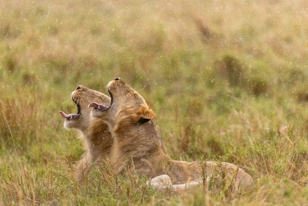 Dos de los hermanos de Kio están sentados erguidos, levantando la cabeza y sacudiendo sus melenas para secarse después de la lluvia. Créditos: National Geographic/Simon Blakeney.