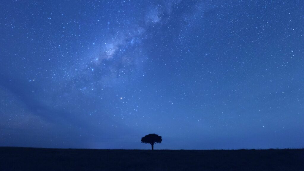 El cielo estrellado se extiende sobre el territorio de la manada, con un árbol solitario en el centro. Créditos: National Geographic/Howard Bourne.