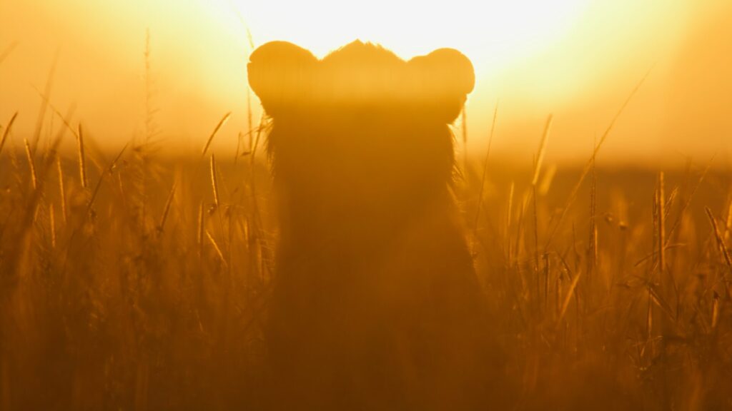 Kio, con su característica oreja marcada visible, está sentado en la hierba alta bañada por la luz dorada del amanecer. Créditos: National Geographic/Mark MacEwan.