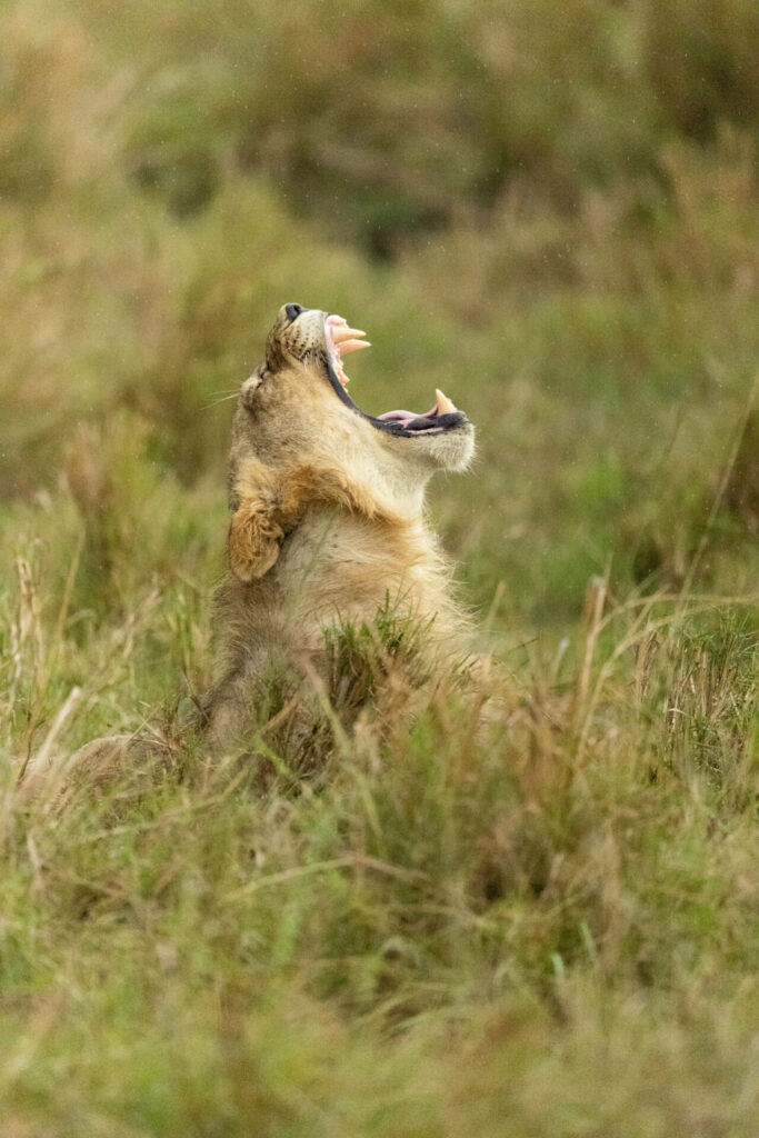 Un joven león macho inclina la cabeza hacia atrás y bosteza. Créditos: National Geographic/Simon Blakeney.