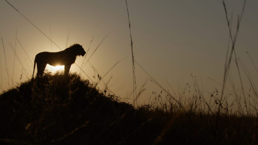 Un joven león macho se alza sobre un montículo, usándolo como punto de observación. Créditos: National Geographic/Mark MacEwan.